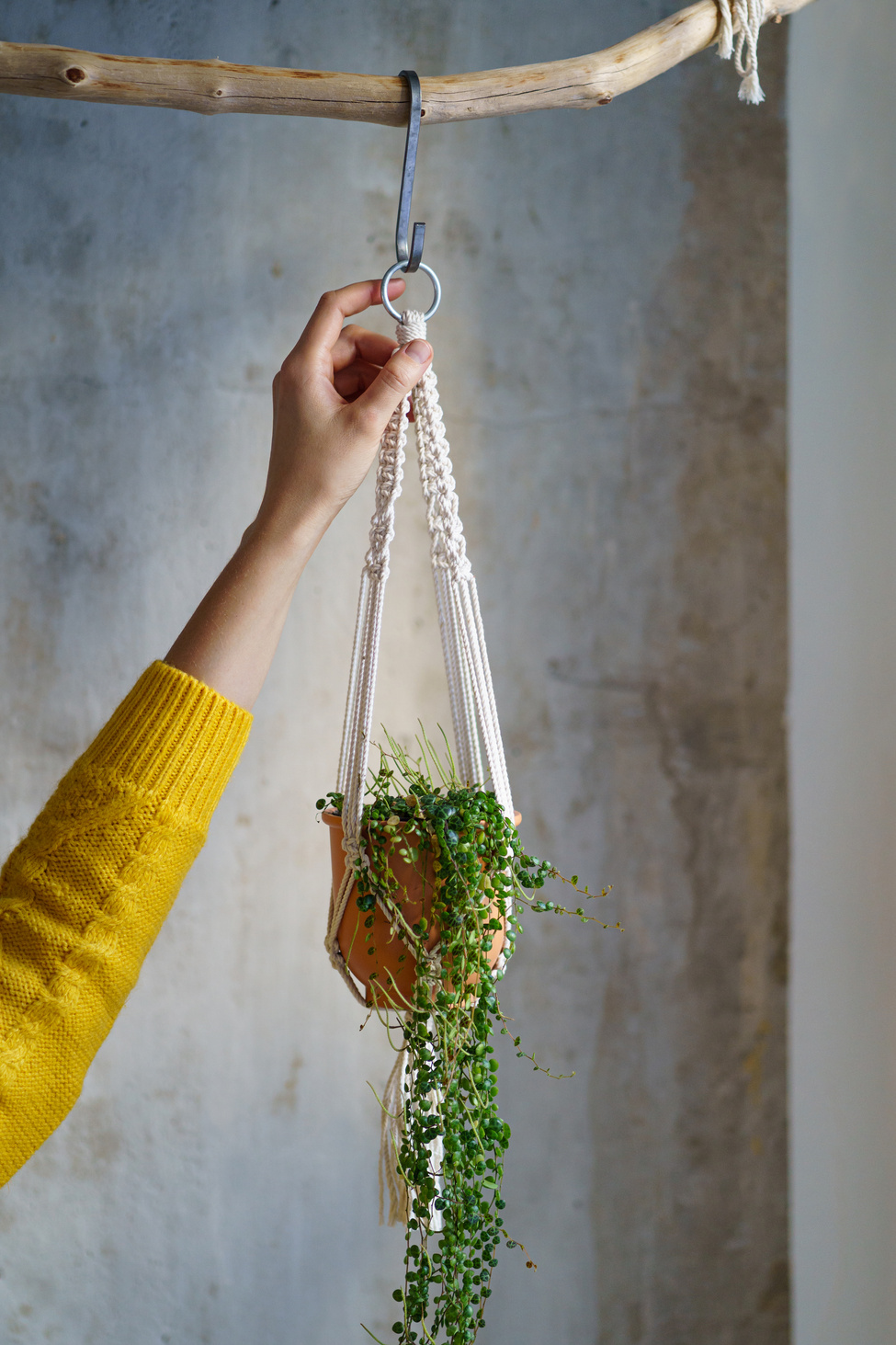 Gardener Hanging Ornamental Plants Indoors